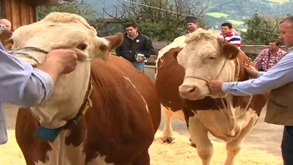 Europa Tierklink Dr Eller Noviembre 8 de 2012 web