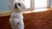 My cute Tobi Maltese Dog Breed doing doggy tricks