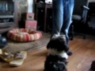 traning a dog to stand up