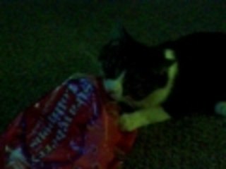 Cat-cat loves plastic