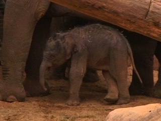 Zoo Welcomes Baby Asian Elephant After Security Camera Captures Birth