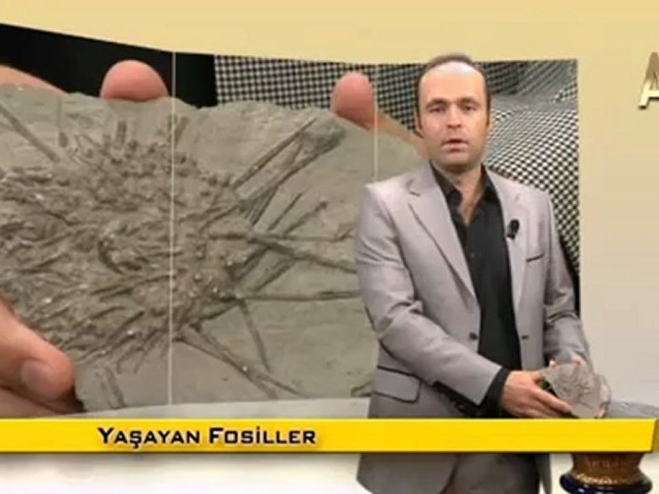 MİLYONLARCA YILDIR DEĞİŞMEYEN DENİZ KESTANELERİ