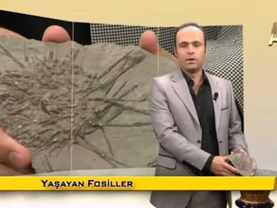 MİLYONLARCA YILDIR DEĞİŞMEYEN DENİZ KESTANELERİ