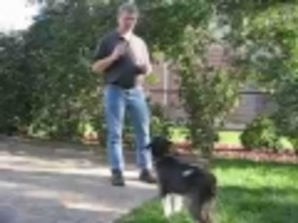 Slam Dunk Dog