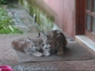Two lynxes