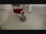 JACK RUSSELL TERRIER GINGER OPENS HER CHRISTMAS PRESENT
