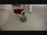 JACK RUSSELL TERRIER GINGER OPENS HER CHRISTMAS PRESENT