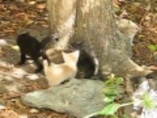 Ninja Kittens Attack Tree
