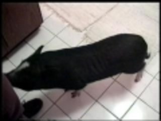 Pot belly with a beer belly