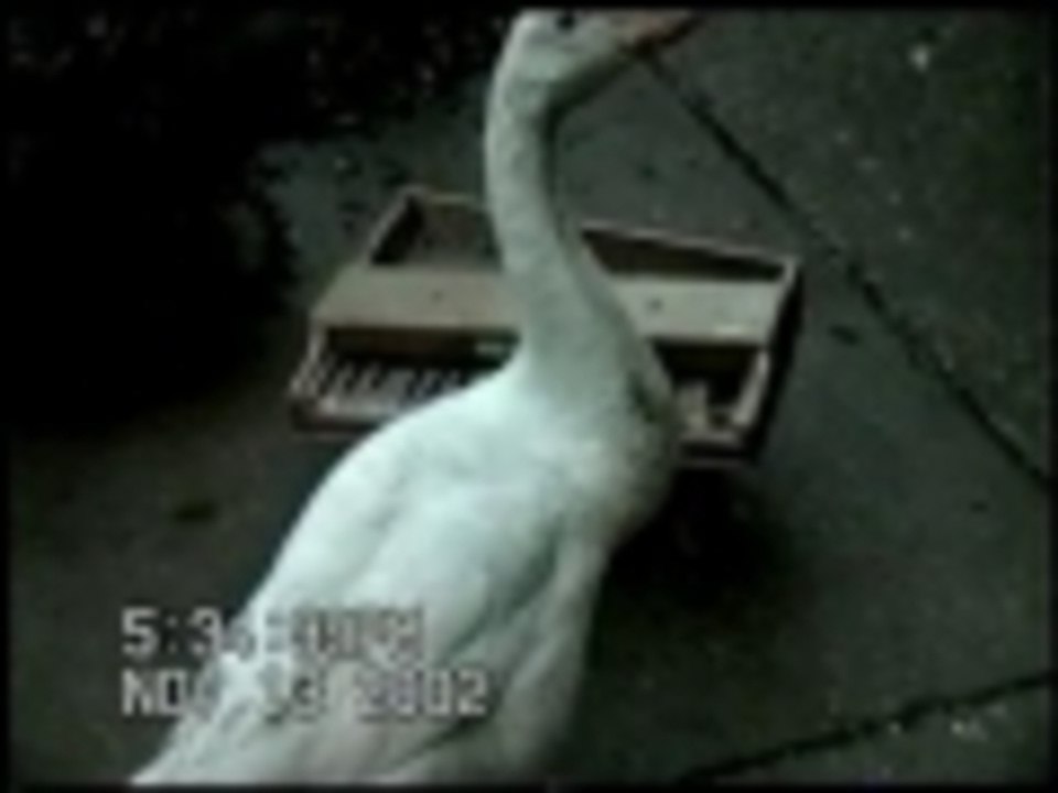 Concerto in Duck minor