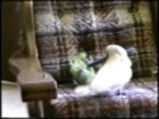 Kung Fu fighting with parrots