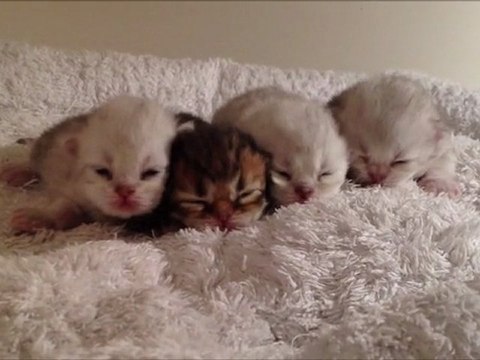 Portée de chatons Persans Golden et Silver Shaded