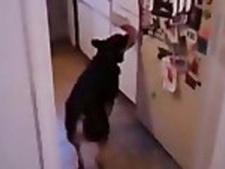 Helpful Dog Gets Ready to Play Frisbee