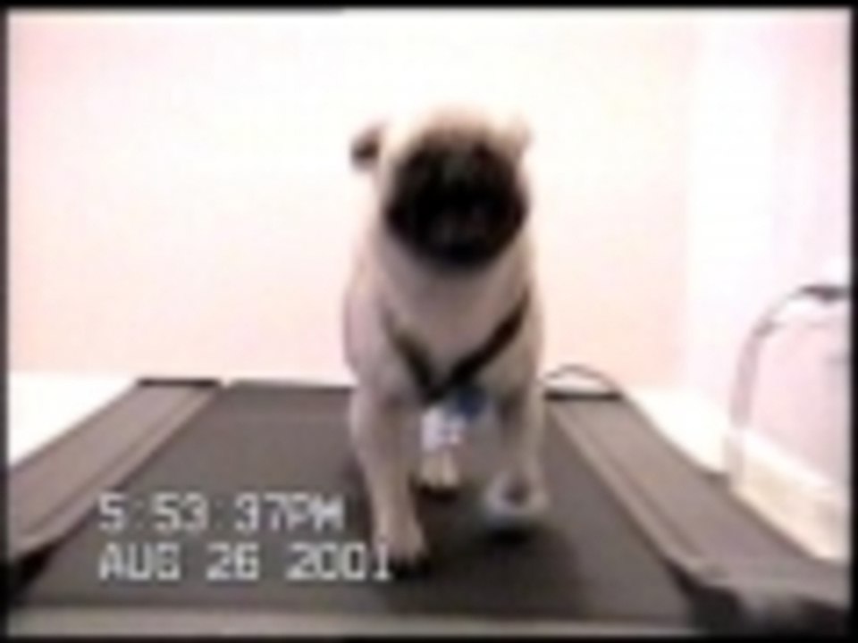 dog in training
