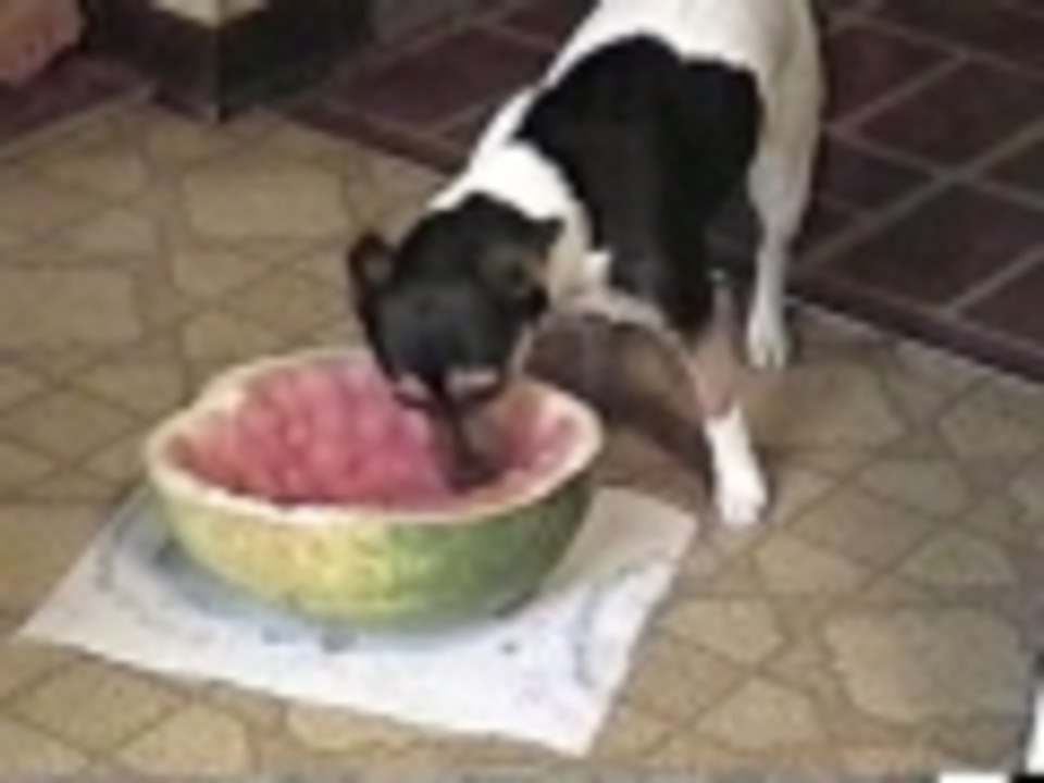 Dont touch my watermelon!