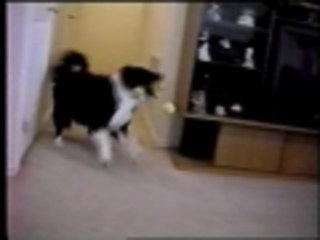 The daring triple ball fetch