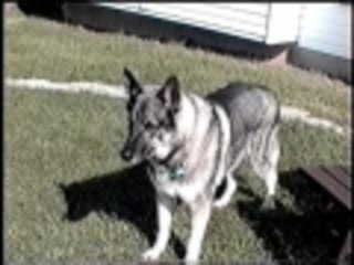Dog Howls Like a Wolf at Sirens 🐺