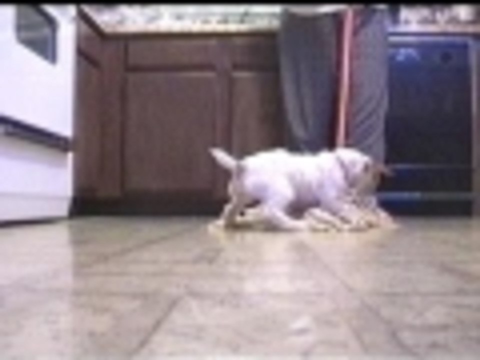 Mop the floor with the dog...