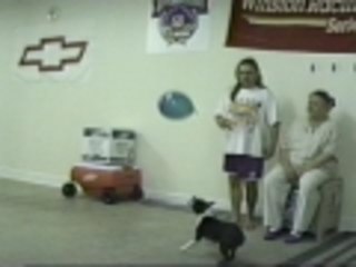 Tryouts for the K9 olympic volleyball team