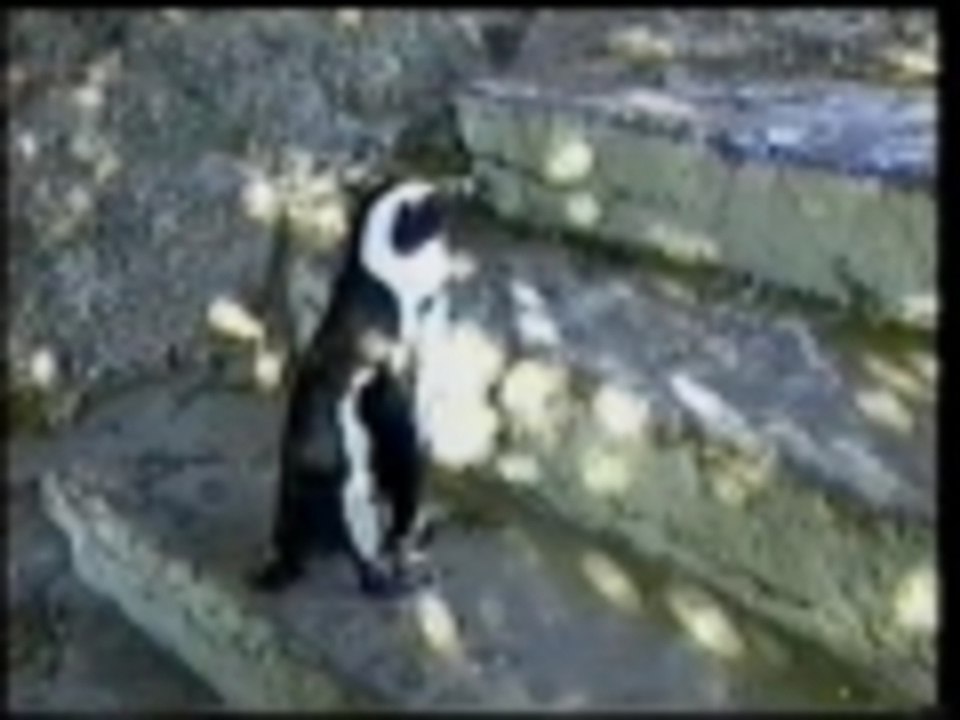 Penguin takes the stairs