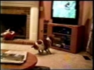 He just loves those nature shows