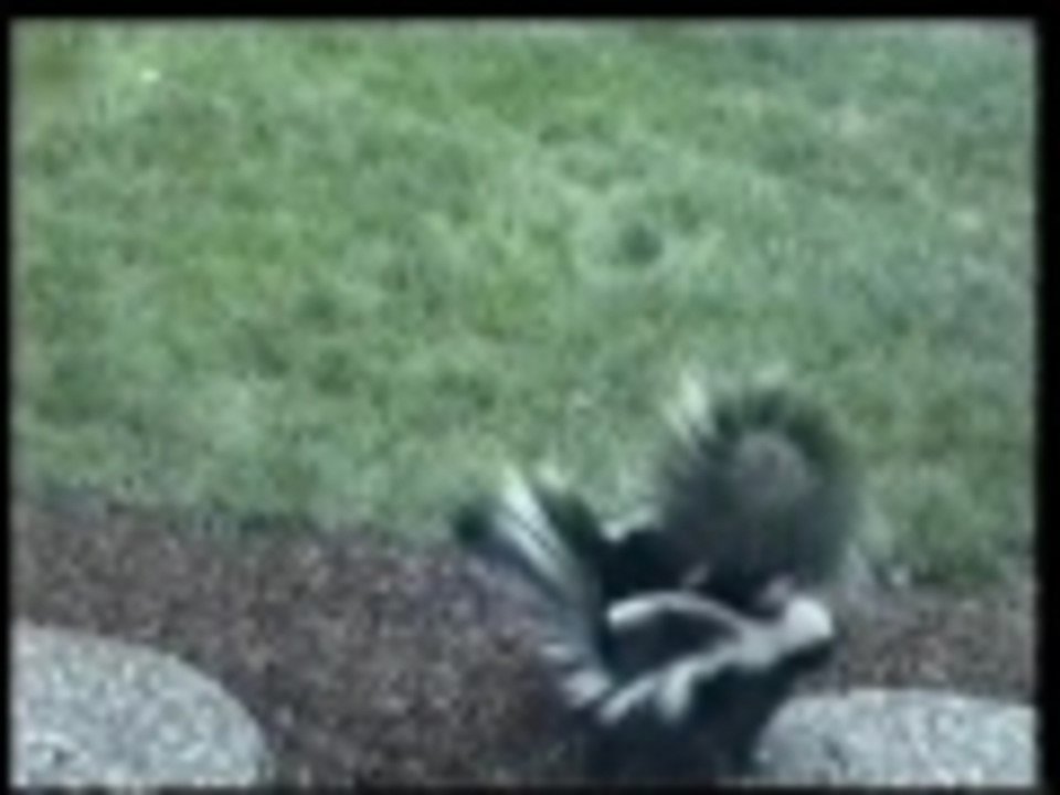 Skunk wrestling