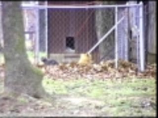 Training for American Gladiators