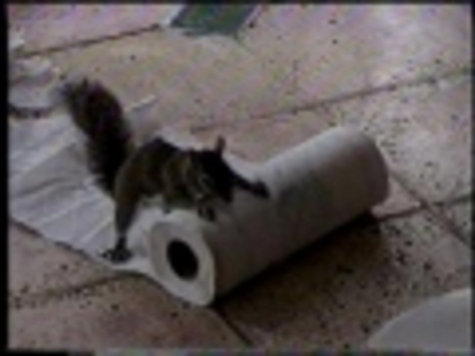 Squirrel on a roll