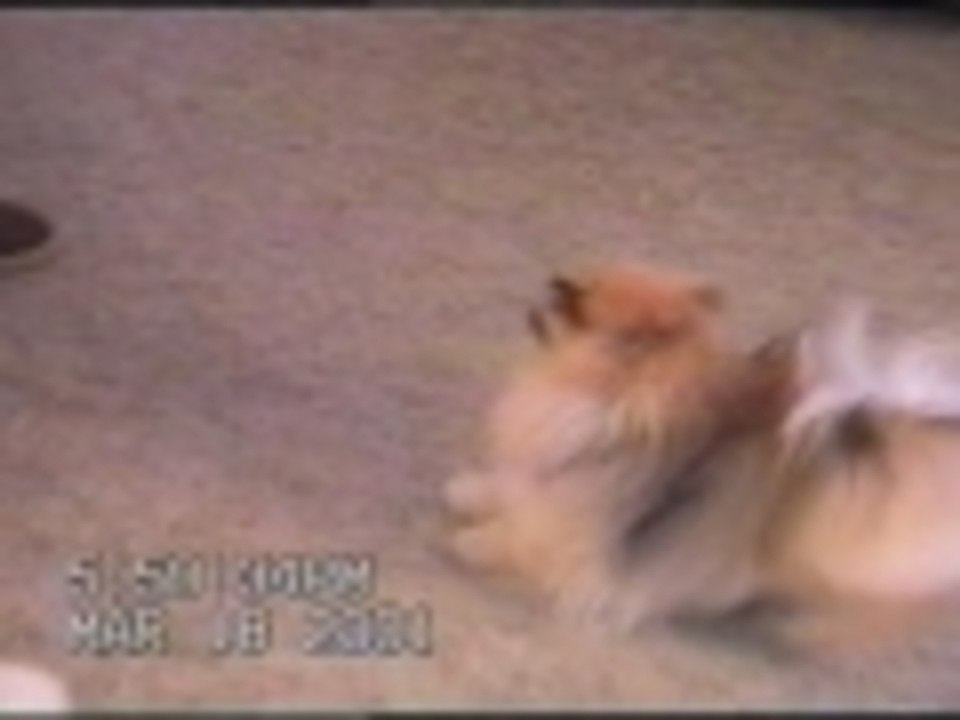 That is one excited Pomeranian