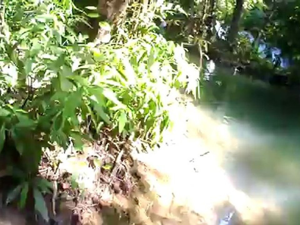 Jungle - ShanklaBuri