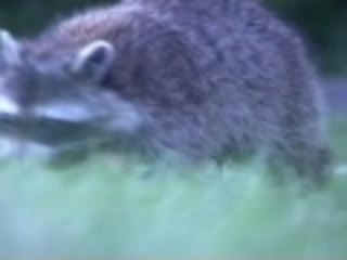 Raccoon Robs Trash Can