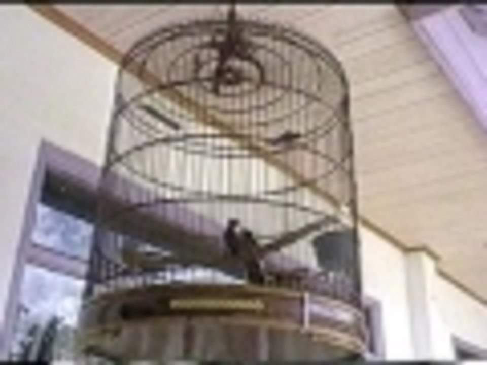 Flippin out in the cage