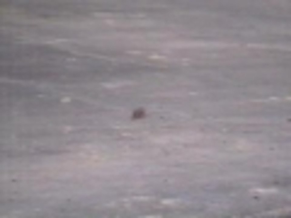 The official mascot of NASCAR