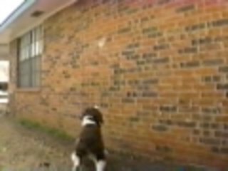 Brandy get outta my way!