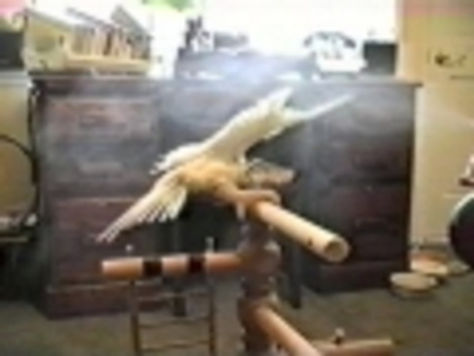 Backstage at the Tiki Room