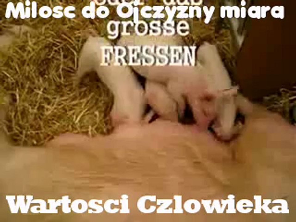 kiełbasiany patriotyzm