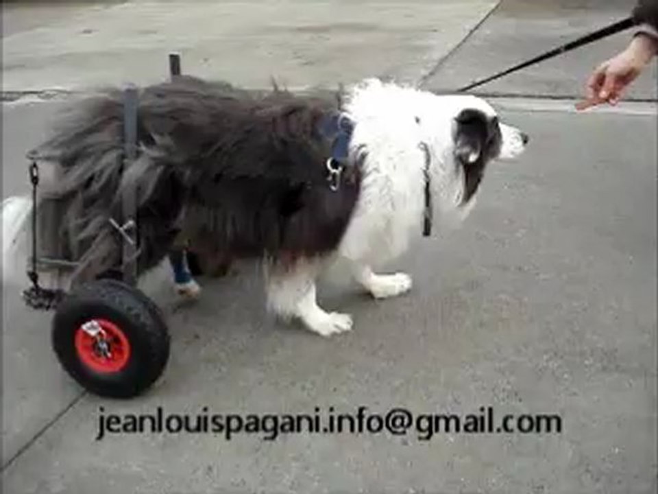 charette pour chien handicapé