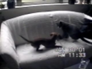 Dachshund vs Kitty Grudge Match - Round 1
