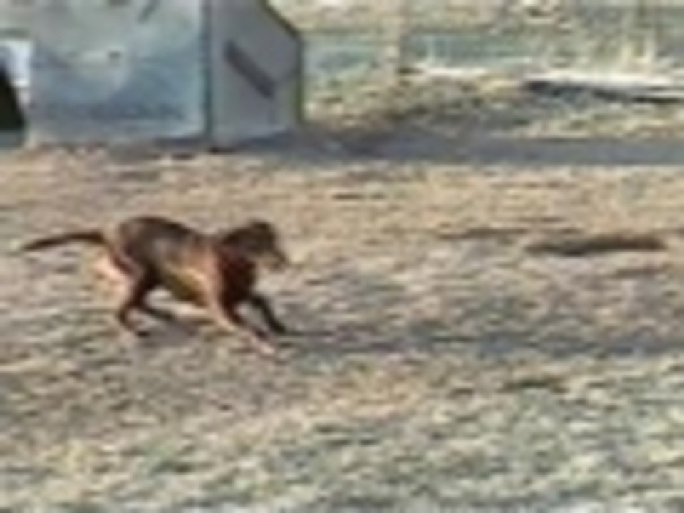 The chain isnt to stop him from leaving the yard...