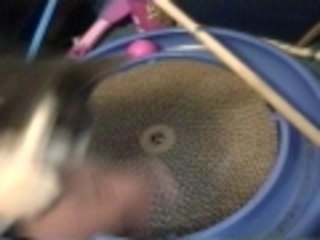 Biting the hand that feeds you