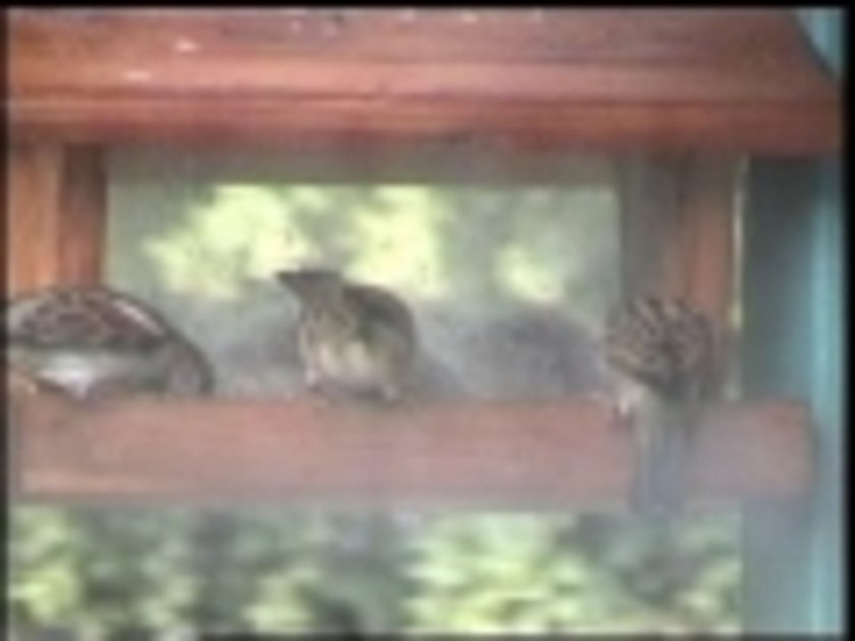 Bar fight at the bird feeder