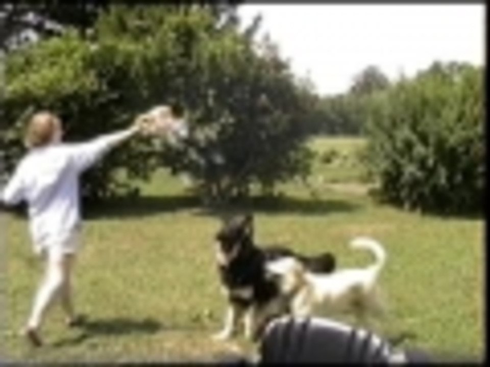Bubble dogs