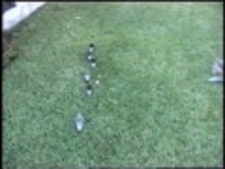 The day the rodents fought back