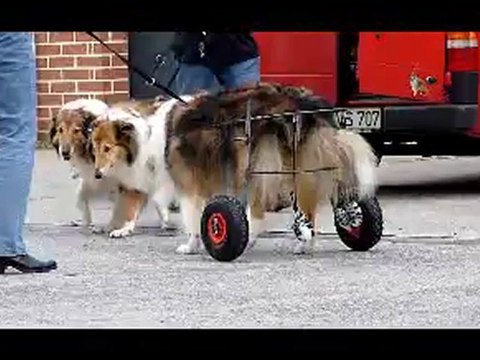 chariot pour chien de race colley handicapé