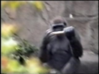 Introducing Tex - the performing gorilla