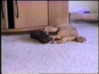 Some cats prefer catnip...