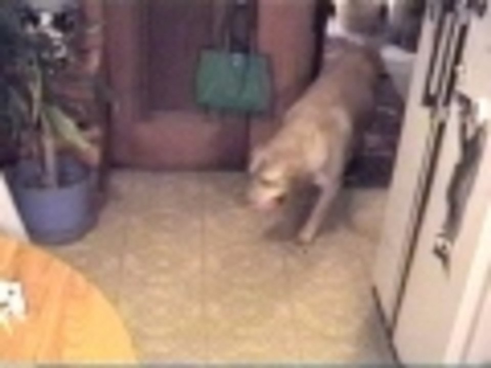 Backwards Walking Dog