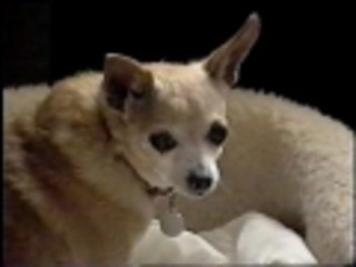 He likes his bed just-right