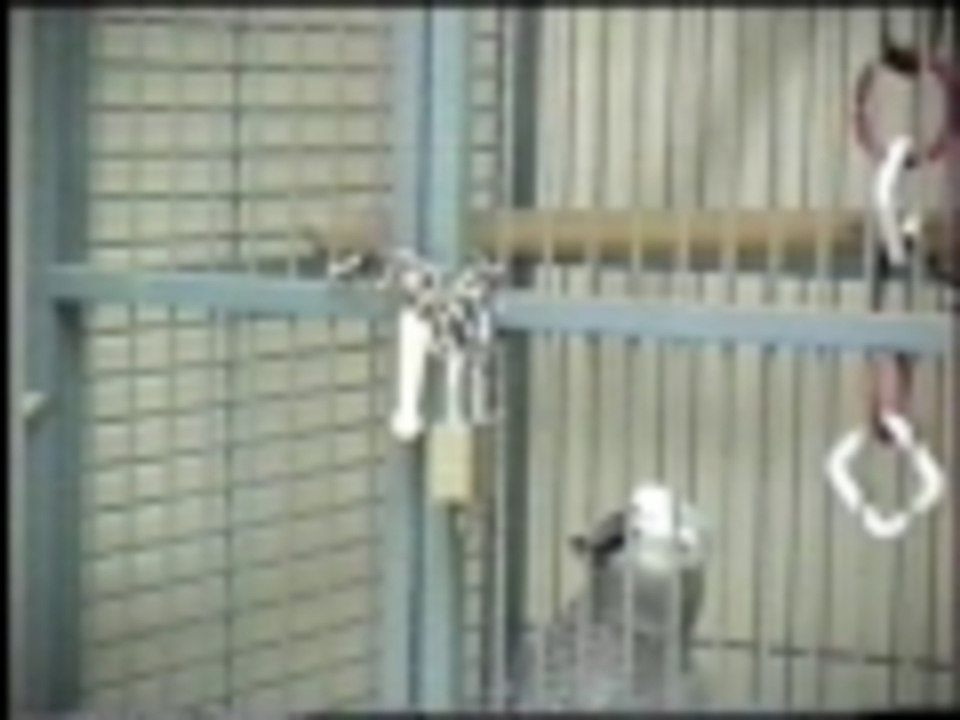 Jail bird