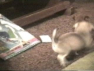 Is there such a thing as too much puppy love?